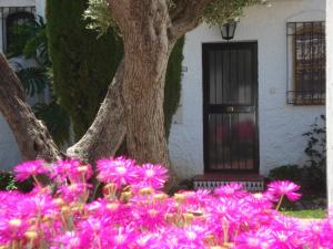 a tree with pink flowers in front of a door at El Capistrano Sur in Nerja