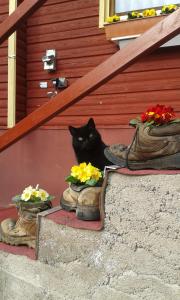 Eine schwarze Katze, die mit Schuhen auf einer Stufe sitzt. in der Unterkunft Ferienanlage Reinsberger Dorf in Plaue