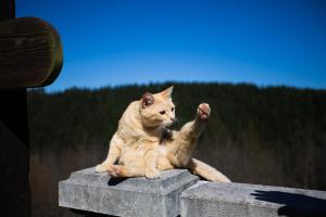 Zwierzęta zatrzymujące się w obiekcie Casa Rural Andutza