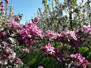 un ramo de flores rosas en un jardín en von May Rooms, en Herbligen 