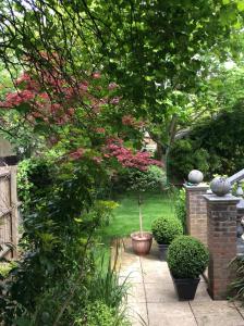 a garden with plants and a tree with pink flowers at The Old Rectory in Kings Lynn