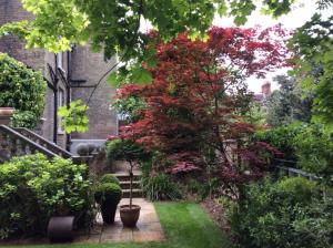 a garden with a large tree with red leaves at The Old Rectory in Kings Lynn