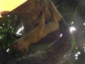 Altri animali domestici presso l'affittacamere o nei dintorni