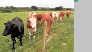 Animais in the country house ou nos arredores