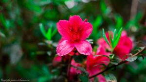 Fotografie z fotogalerie ubytování Forest West Nishi v destinaci Nakijin + 19 fotografií