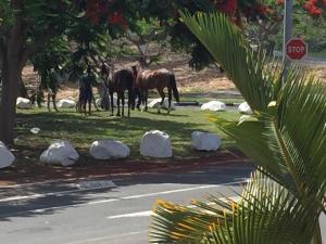 Altri animali domestici presso la villa o nei dintorni