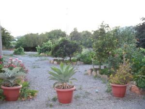Jardín al aire libre en Pensión Las Tres Golondrinas
