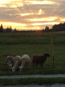 un grupo de ovejas pastando en un campo al atardecer en Lomatila Ollila Bungalows, en Kerimäki