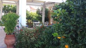 Imagen de la galería de Akrogiali, en Skala