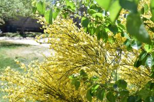 uma árvore com flores amarelas num parque em La Ginestra em Orosei