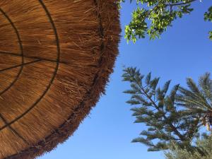 een close-up van de schors van een palmboom bij Agroturisme Son Barceló Mas in Campos