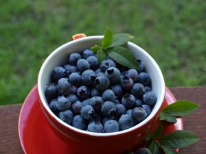 a red cup of blueberries on a red plate at Wieża marzeń in Dąbrowa Grodzieńska-Wieś
