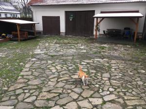 pomarańczowy i biały kot stojący na kamiennym patio w obiekcie Ubytování v soukromí U Volného w mieście Příbor