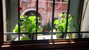 a window with a bunch of green plants in it at 5 mins to Rialto Bridge in Venice