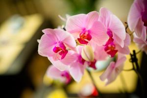Fotografia z galérie ubytovania Locanda Orchidea vo Florencii