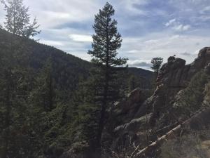 a pine tree standing on the side of a mountain at Kokopelli Inn in Estes Park