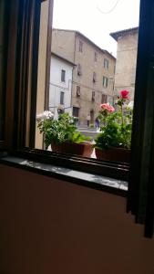 奧爾維耶托的住宿－方塔娜拉假日公寓，城市街道上种有盆栽植物的窗户