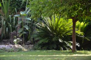 a garden with green plants and a tree at Les Passiflores in Grasse