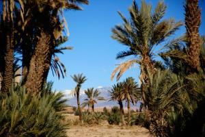 Fotografie z fotogalerie ubytování Skoura Lodge v destinaci Skoura