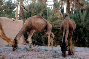 Fotografie z fotogalerie ubytování Skoura Lodge v destinaci Skoura