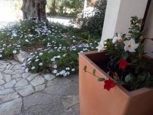 Φωτογραφία από το άλμπουμ του Azienda Agricola B&B Macchiaria στο Βιέστε