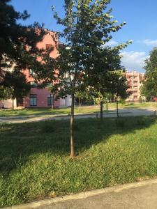 a tree in the middle of a field of grass at Top Apartment in Niš