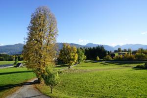 a tree in a field with mountains in the background at Haus Waltraut in Ramsau am Dachstein