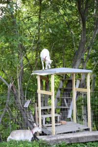 中富良野町的住宿－多克卡農家樂，一只猫站在木结构上