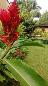 a red flower on a plant in a garden at Pousada Refugio Port Sahy in Barra do Sahy