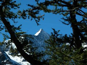 a snow covered mountain seen through the trees at Appartement Huebgut in Bruck an der Großglocknerstraße