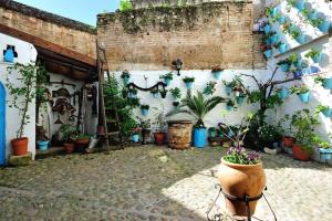a courtyard with potted plants on a wall at De Patios in Córdoba