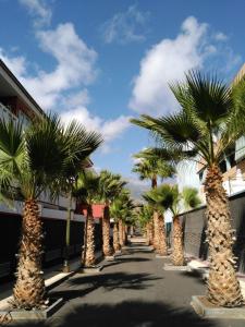 una fila di palme su una strada di Apartamento Delgado y Ruiz a Puertito de Güímar