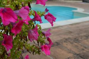 The swimming pool at or close to Casale Montemoro