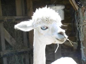 Altri animali domestici presso il bed & breakfast o nei dintorni