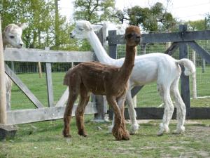 Altri animali domestici presso il bed & breakfast o nei dintorni