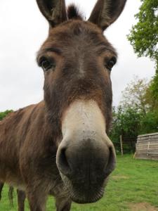 Altri animali domestici presso il bed & breakfast o nei dintorni