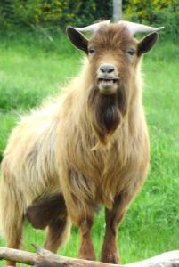 Altri animali domestici presso il bed & breakfast o nei dintorni