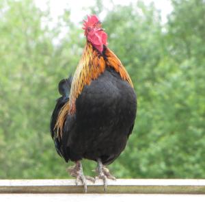 Altri animali domestici presso il bed & breakfast o nei dintorni