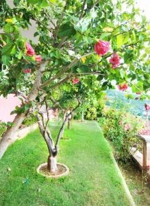 A garden outside Villa Sunset