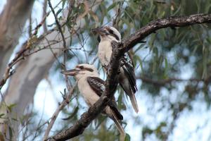 two birds perched on top of a tree branch at Airlie Beach Eco Cabins - Adults Only in Airlie Beach +130 photos