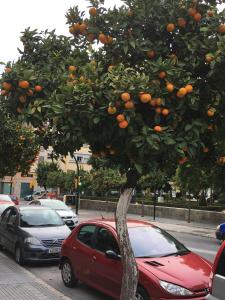マラガにあるVictoria Luxury Penthouseの通りの脇のオレンジの木