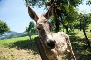 a giraffe is standing next to a fence at Glamping Savinja in Ljubno