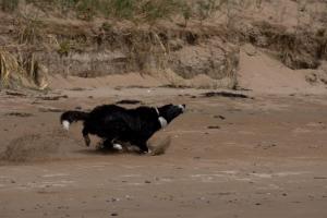 a black and white cat standing on top of a dirt field at @ the beach & not quite @ the beach Holiday Cottages - Stanley in Stanley