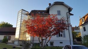 uma árvore vermelha em frente a um edifício branco em Casa Carmela em Solothurn