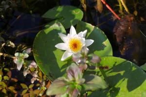 Afbeelding uit fotogalerij van Karuc Apartments in Karuč