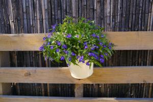 Ein Garten an der Unterkunft Lone Star House