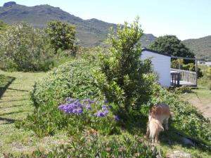 a horse grazing in a yard with flowers and a house at La Canardiere in Casta