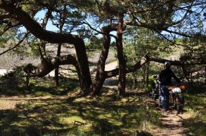 Gallery image of Sea&Sand apartments in Juodkrantė