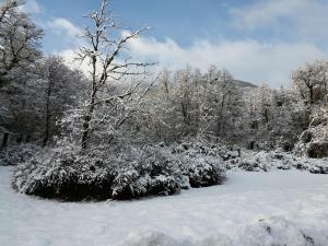 a snow covered bush with a tree in the snow at Dos Bahias Lake Resort in Villa La Angostura