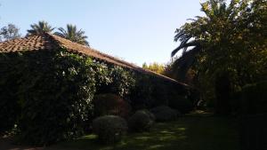 um edifício coberto de hera com uma palmeira ao fundo em Hacienda Santa Clara em Peumo